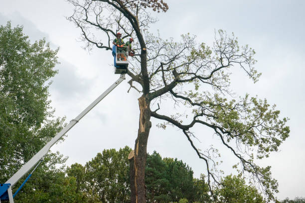 Best Tree Disease Treatment  in Deer Park, WA